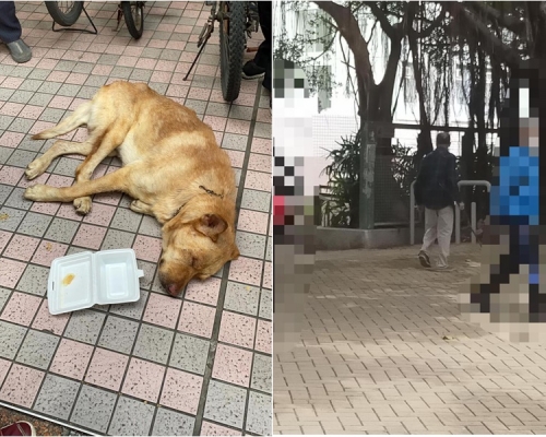 唐狗遇襲後留在原地。專頁「東涌喵 Tung Chung Cat Future」