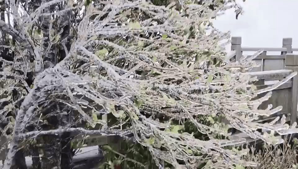深圳大梧桐站和小梧桐站，气温已跌至零度以下，树木裹上厚厚的冰层。