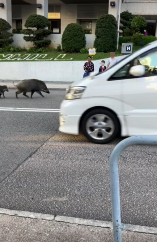网上流传的短片中，跑在马路上的野猪竟有点参加马拉松况味。网上截图