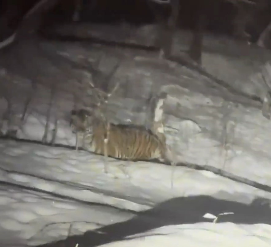 有民众在吉林雪山上发现东北虎。《新京报》