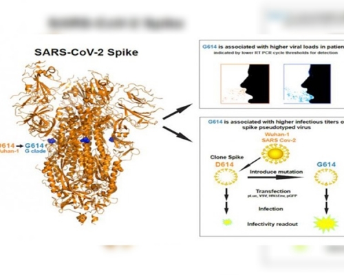 研究报告指出新冠病毒已变种。Los Alamos National Laboratory 