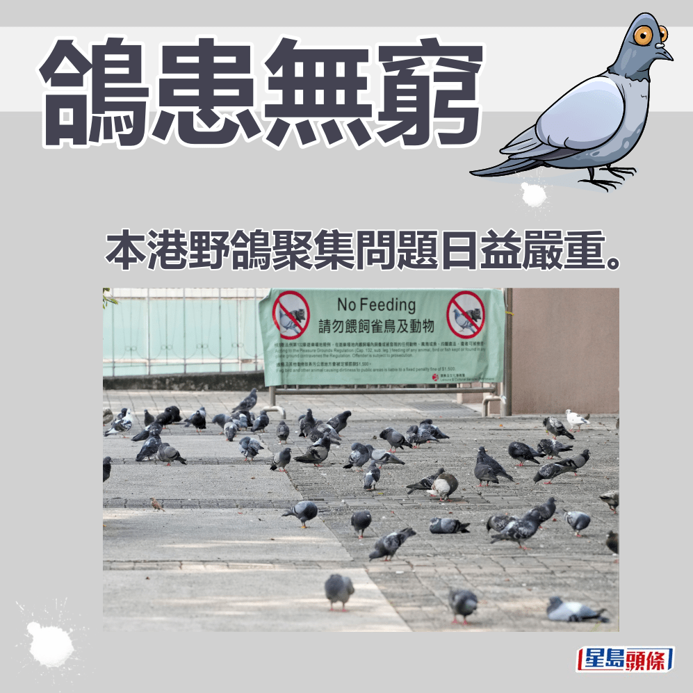 本港野鴿聚集問題日益嚴重。資料圖片