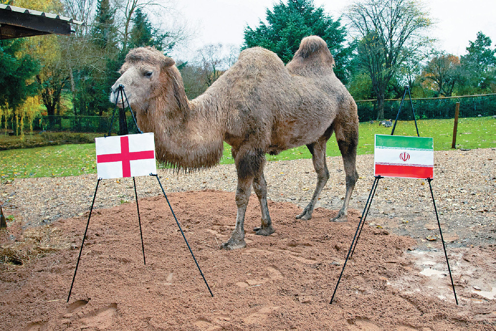 ■駱駝卡米娜預測英格蘭旗開得勝。