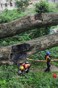 沉香樹被列為國家二級保護野生植物。