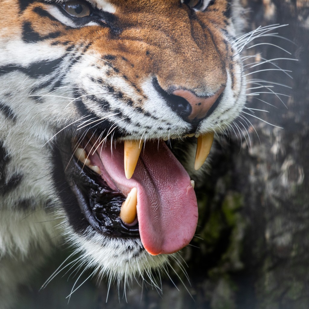 老虎舌頭上有可控制的倒刺。(示意圖非事件中老虎)