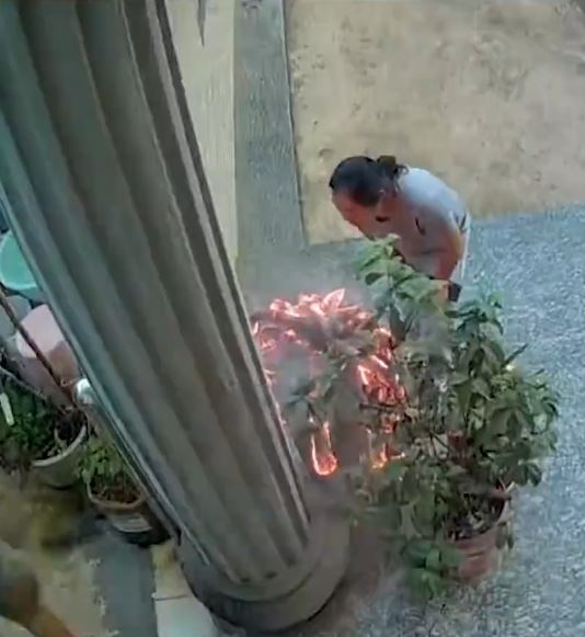 妇人在丈夫面前点燃其种植多年的“九尾狐”，火势一发不可收拾。