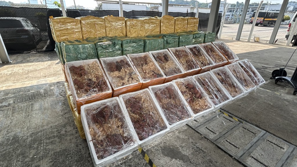 检获的走私龙虾市值约124万元。蔡楚辉摄