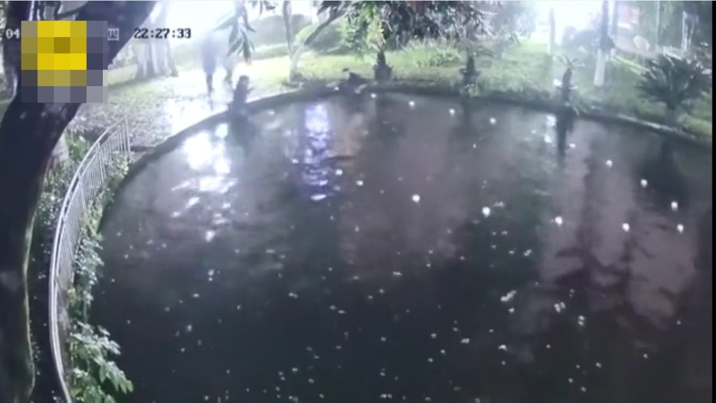 4人在事發當晚用漁網捕撈魚。影片截圖
