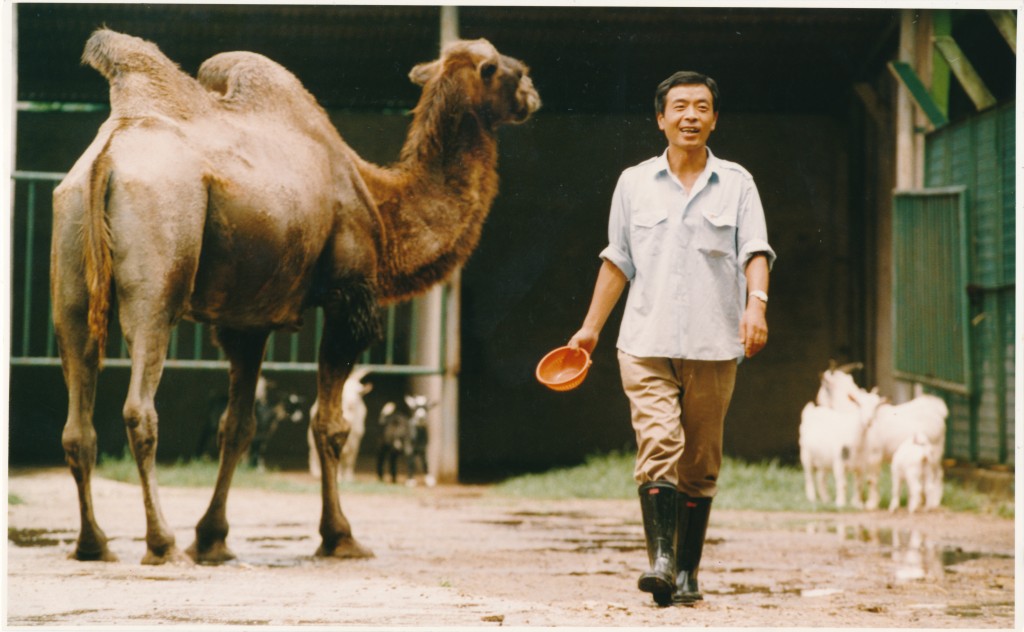 荔園動物園內駱駝。