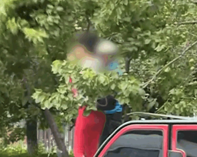 市民疯狂采摘。网图