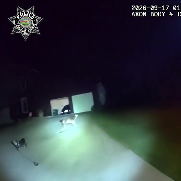 醒目汪星人深夜狂吠拦警车,引警员回家救跌倒受困3小时主人。 醒目汪星人深夜狂吠拦警车,引警员回家救跌倒受困3小时主人。