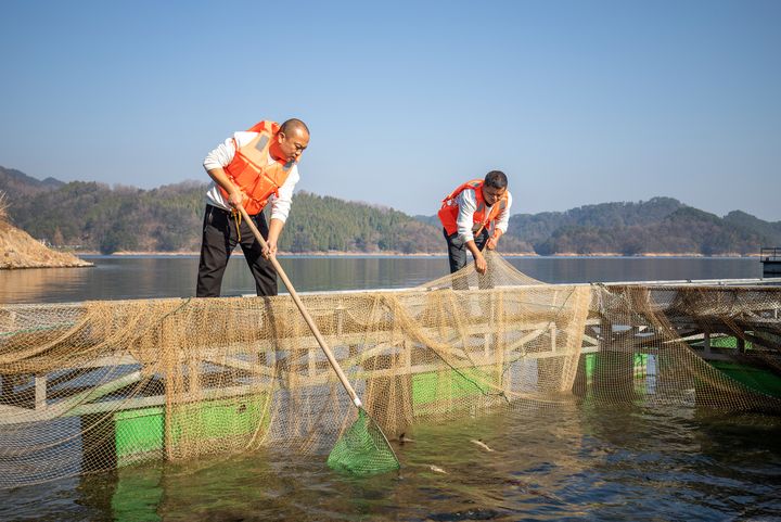 在中國千島湖照顧魚兒藉以改善水質的行動，取得相當不俗的成績。