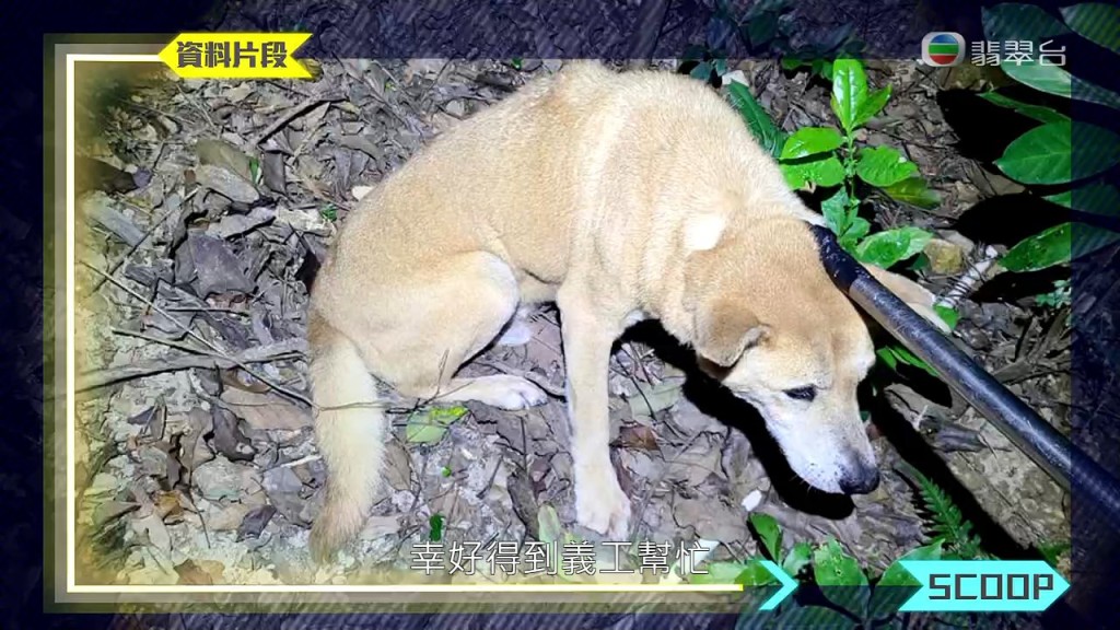 《東張西望》9月中曾報道一宗懷疑虐狗事件，養了10隻狗的「蘭婆婆」其中一隻唐狗「阿仔」被斬傷，其後得狗義工幫助接走狗狗治療。