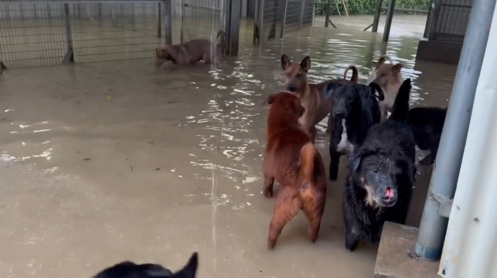 主力前線救援的動物保護組織「浪浪協進會」，位於屯門的狗場今日（14日）早上在黑色暴雨警告信號下出現嚴重水浸。fb「浪浪協進會」截圖