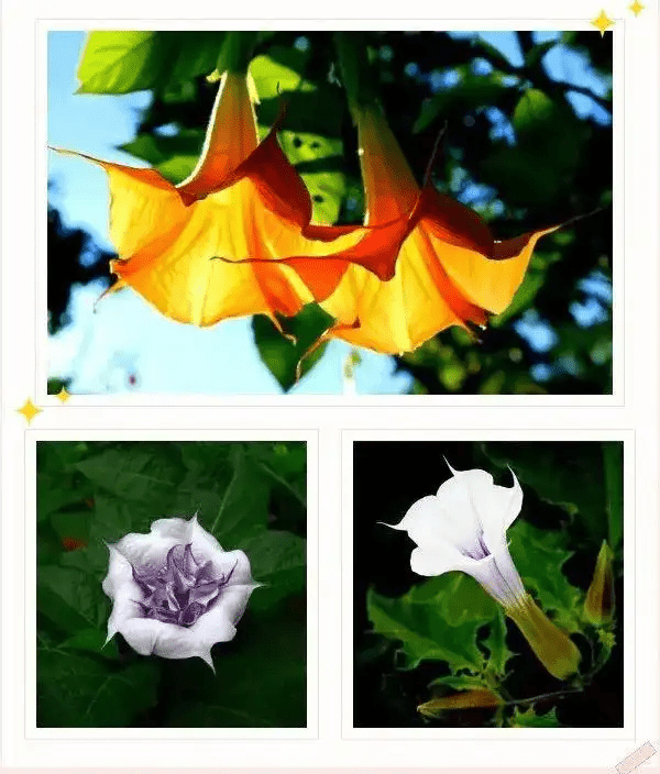 曼陀羅花。 曼陀羅花。