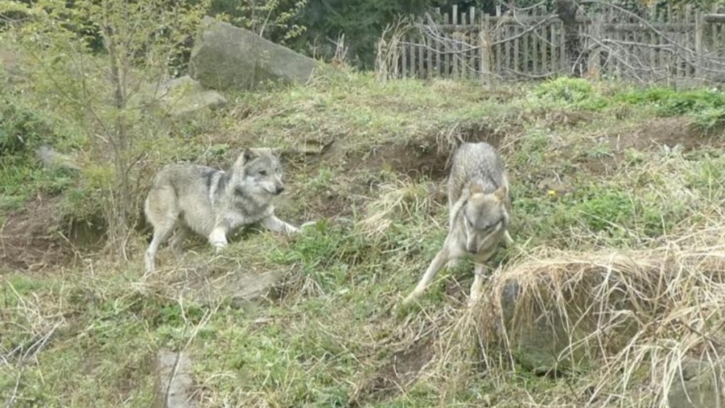 東京多摩動物園一隻歐洲灰狼逃脫。YouTube@東京ズーネット