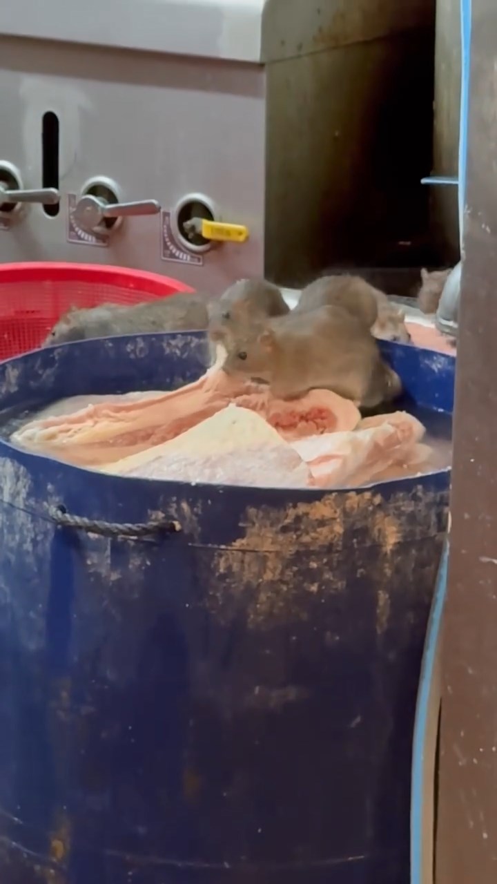 有網民上載一條影片，片中見到6隻老鼠進食桶內食材，大快朵頤。網上片段截圖