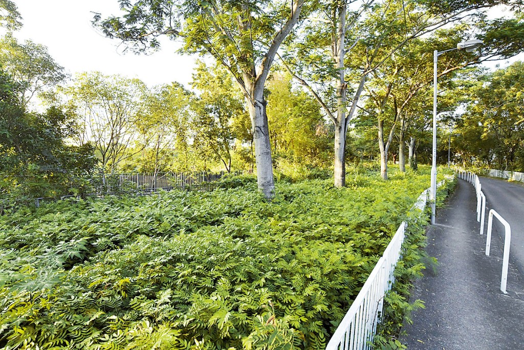 元朗壆围湿地缓冲区用地向该会申建108幢3至5层高住宅，共提供114伙。