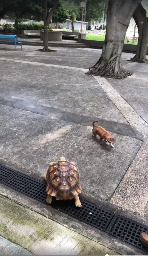 「Tai Po 大埔」圖片