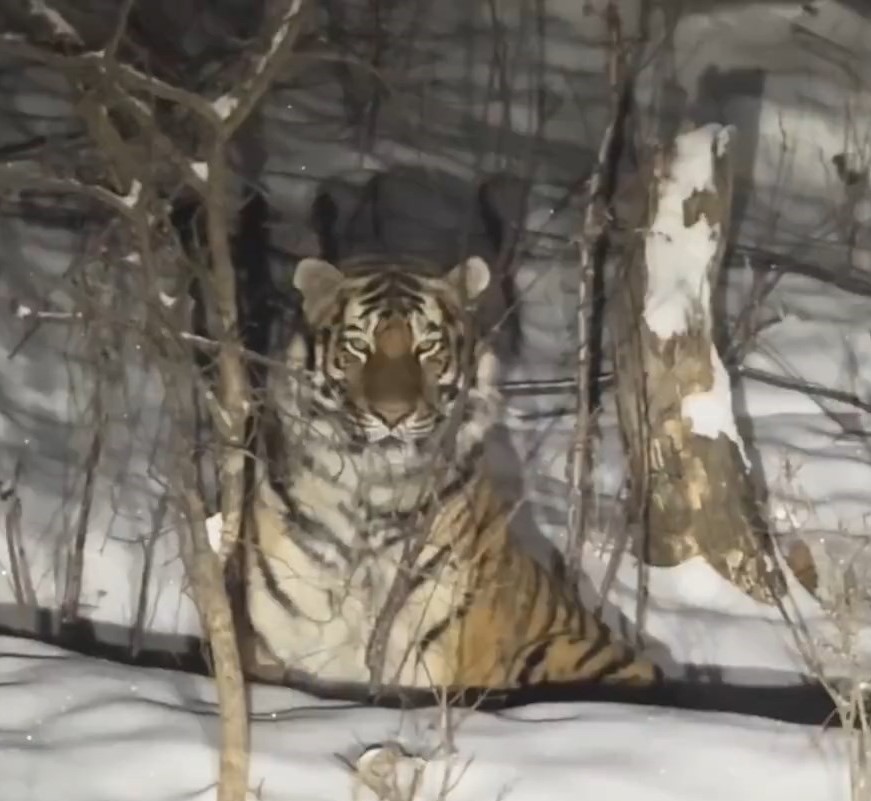 有民众在吉林雪山上发现东北虎。《新京报》