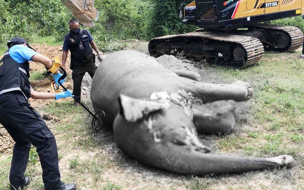中槍後忍痛一個月的大象死在池塘內，屍體已開始腐爛。網圖