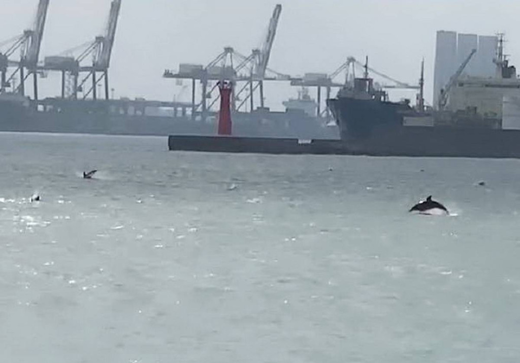 台中港驚現200多隻海豚。