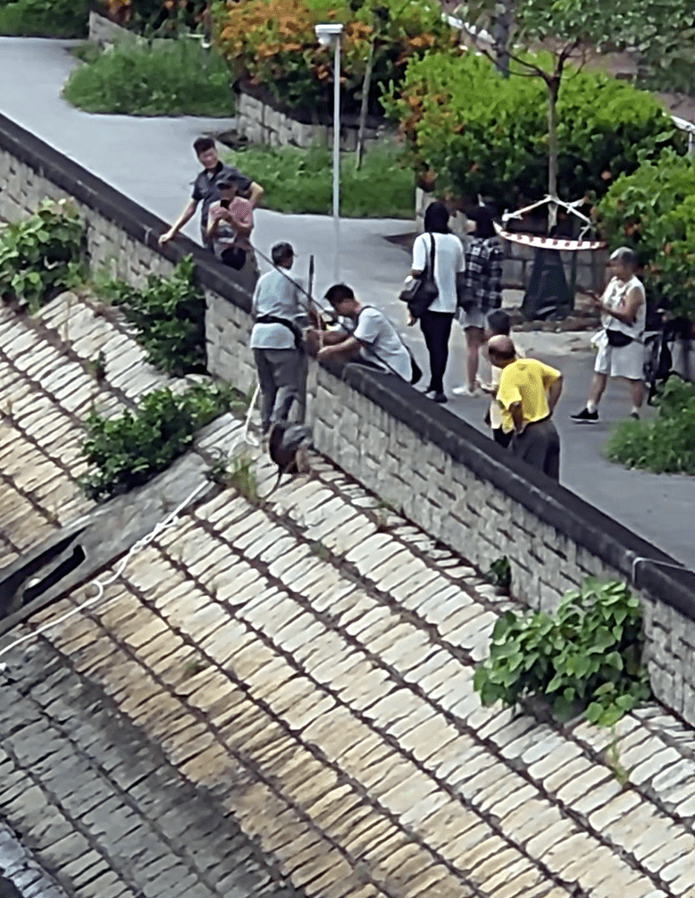 有市民昨天用勾捕殺魔鬼魚。網上截圖