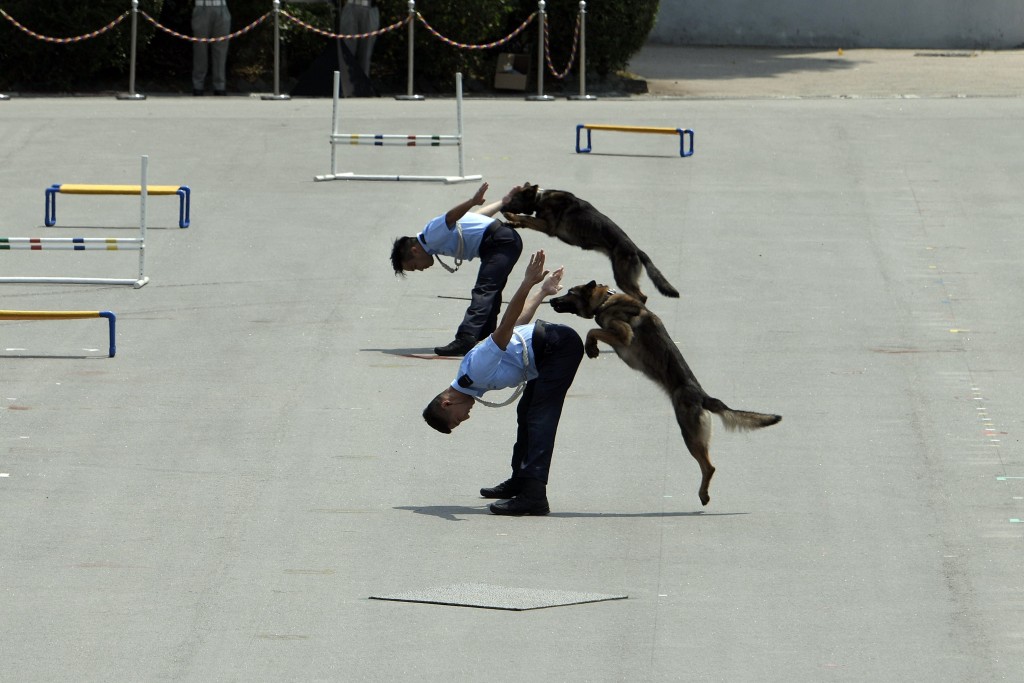 警犬队表演，表现出人狗默契。