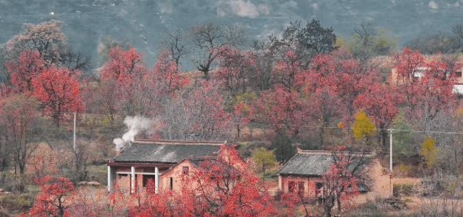 陝西咸陽羅店村的柿子樹今年秋天意外走紅。抖音@夏目(xiamu) 陝西咸陽羅店村的柿子樹今年秋天意外走紅。抖音@夏目(xiamu)