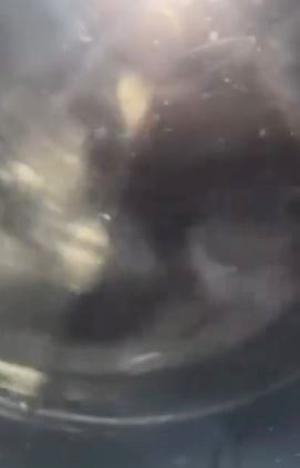 洗衣機滾筒轉動，小狗不斷翻滾並被淋濕。網片截圖