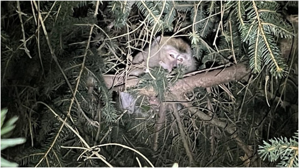 其中一隻猴子逃跑後於寒夜棲息在公路旁的樹上。