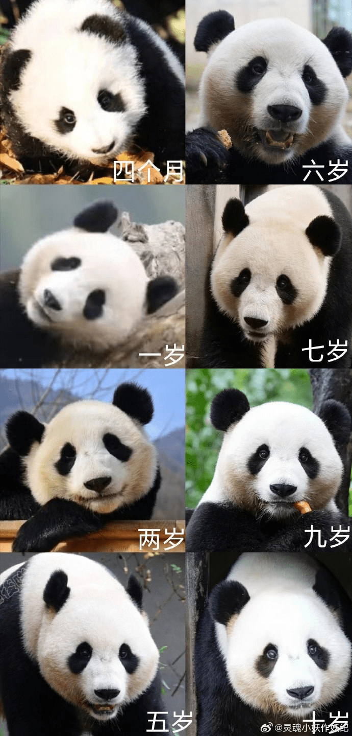 广州长隆大熊猫“家和”因病猝逝。 微博