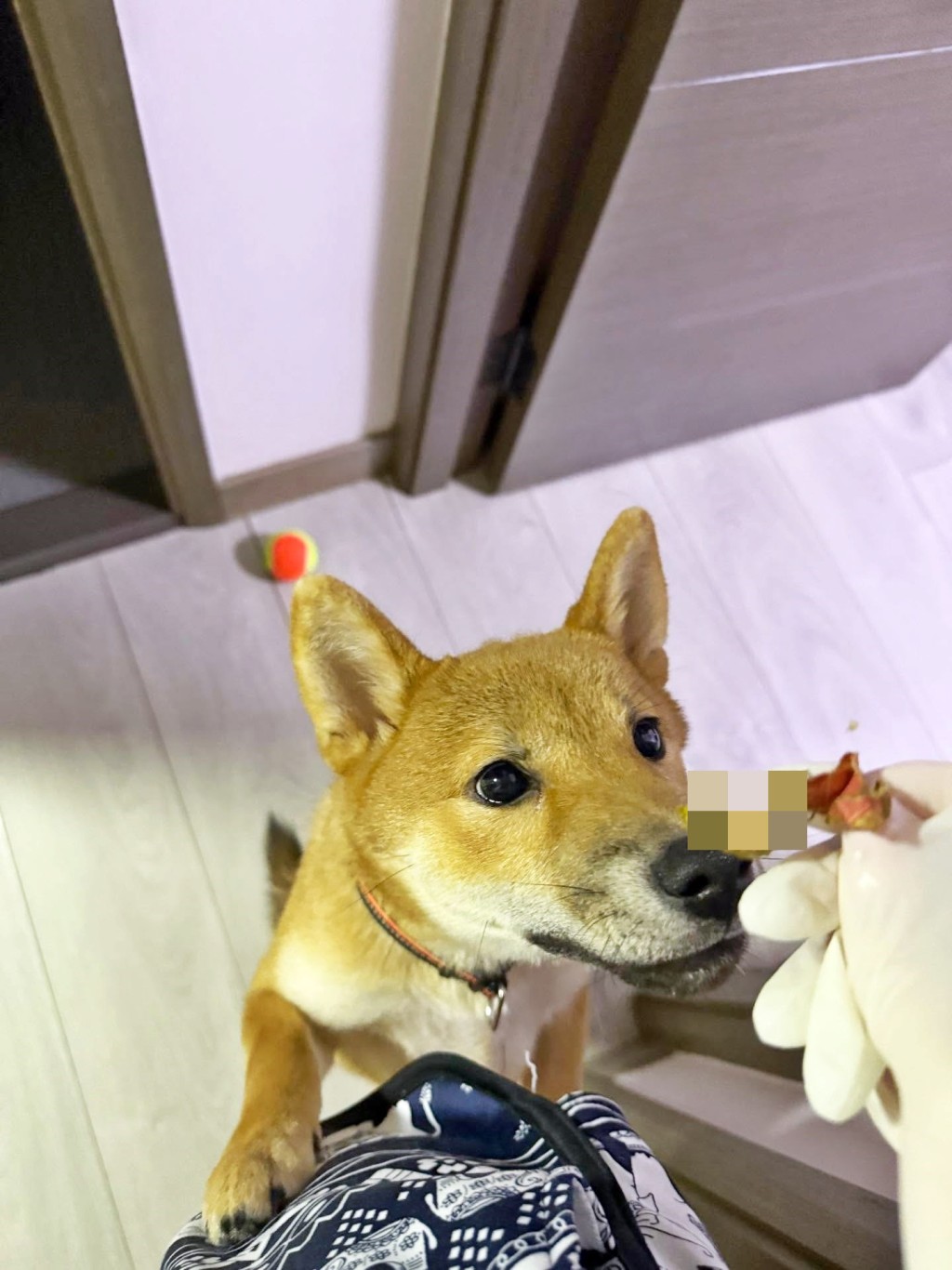有為食狗將100元紙幣當飯食，吃掉主人半 張中銀香港發行的百元鈔票。為尋回金錢 ，狗主勇敢地在狗糞中尋寶，最終成功還 原鈔票後，卻驚覺失掉一重要標記。Threads截圖