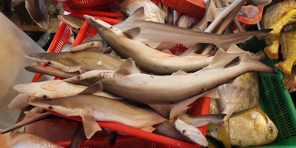 有網民分享在深水埗街市發現有魚檔賤賣「鯊魚BB」，一大籃約8條僅售50元。