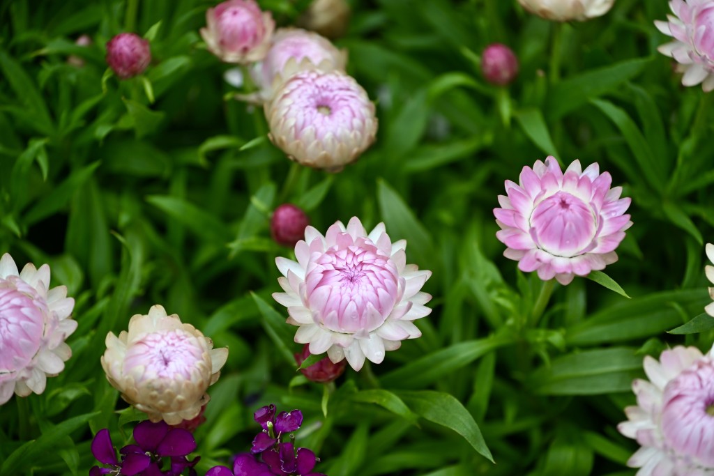 花卉展是遊人打卡的絕佳熱點。 花卉展是遊人打卡的絕佳熱點。