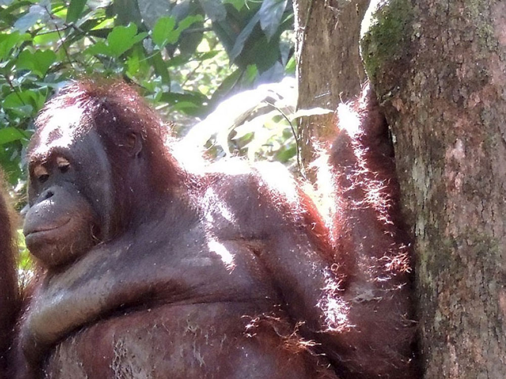 紅毛猩猩波妮獲救多年仍難回正常生活。網圖
