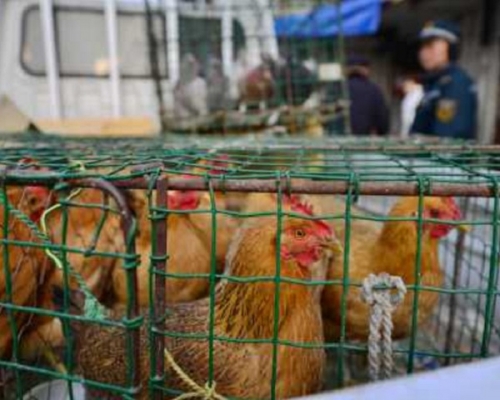 卫生署呼吁避免到家禽市场及农场。资料图片