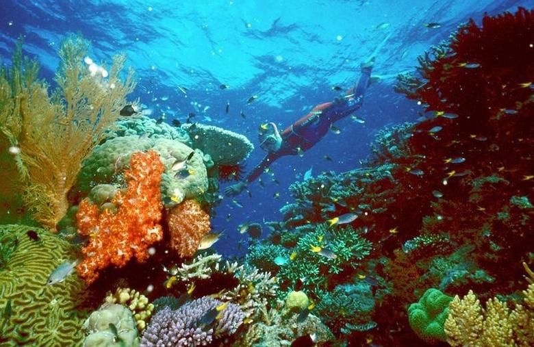 去年有報告指大堡礁出現嚴重白化現象。路透