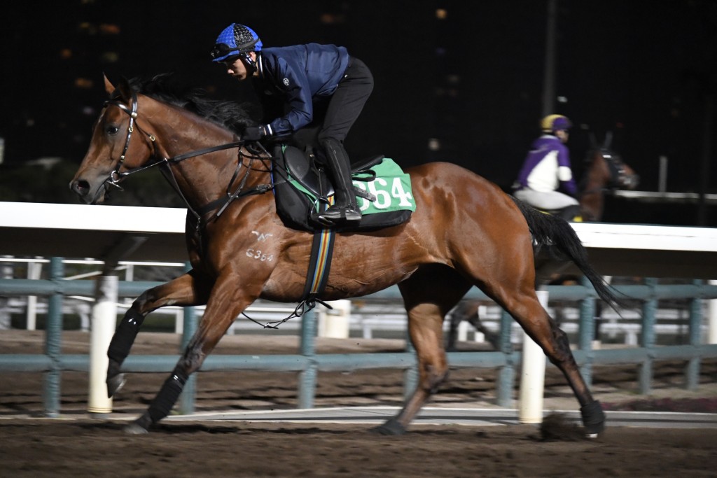 「超勁寶寶」馬身收得好靚毛色潤澤，現已具備爭勝水準。