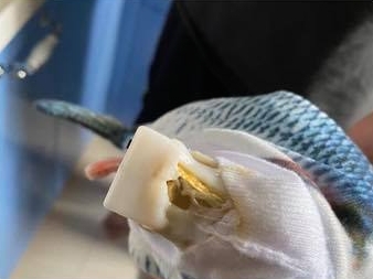 熔膠或會灼傷皮膚