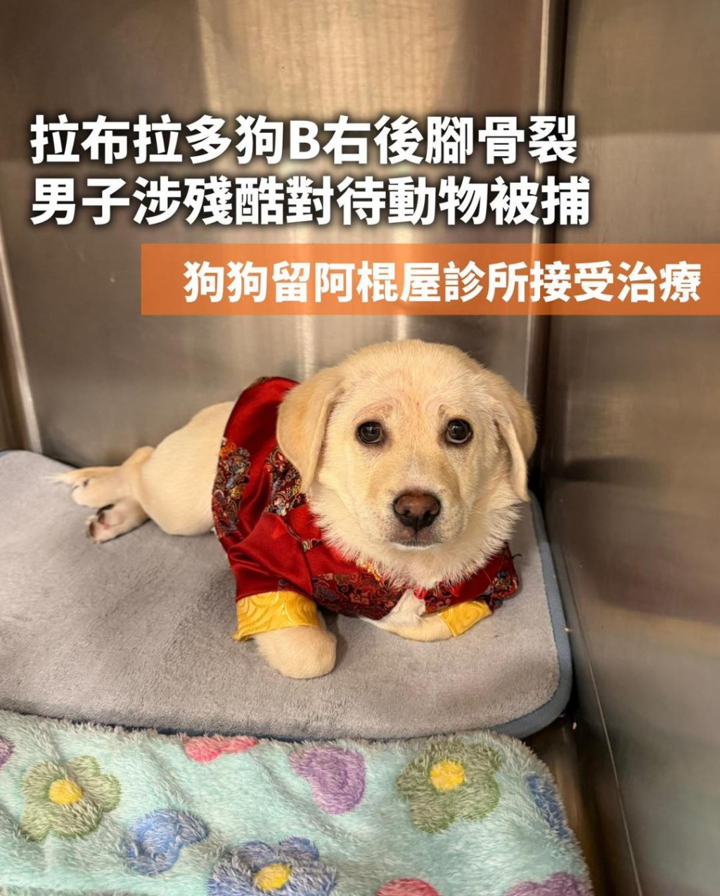 狗隻於診所繼續接受治理。阿棍屋FB