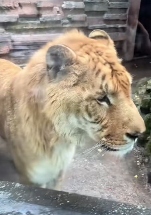 寧波野生動物園的獅虎獸被指「皮包骨」，引起外界關注其健康。