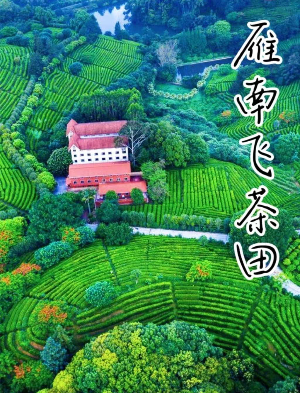 梅州旅游好去处2024｜1. 雁南飞茶田景区 必去景点有延绵几公里的茶田。（图片来源：小红书@眼睛去旅行）