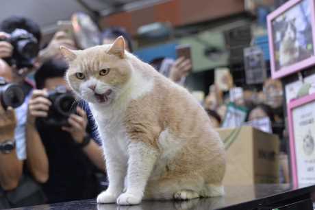 尖東「忌廉哥」(圖:星島圖片庫) 尖東「忌廉哥」(圖:星島圖片庫)