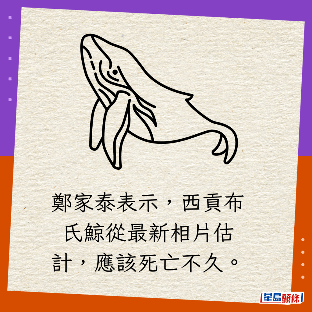 郑家泰表示，西贡布氏鲸从最新相片估计，应该死亡不久。