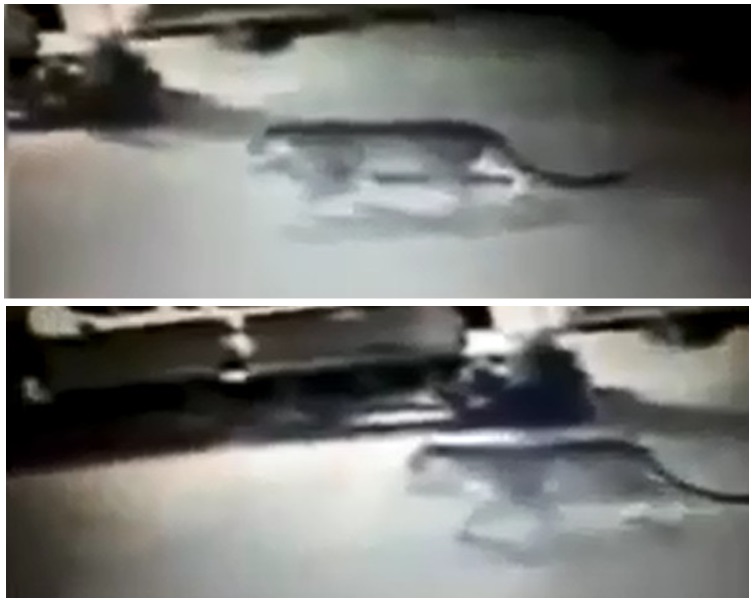 閉路電視拍到老虎在著名景點艾菲爾鐵塔以北的街道上游蕩。網圖