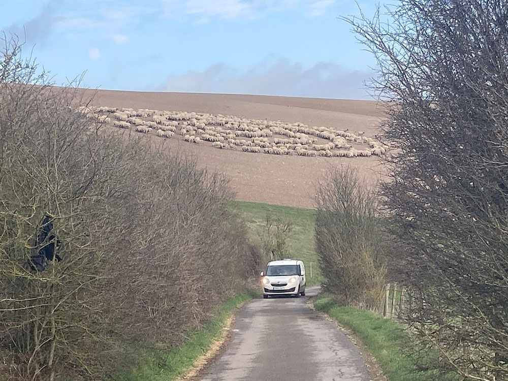 英國數百綿羊圍成神秘巨大同心圓。FB圖片