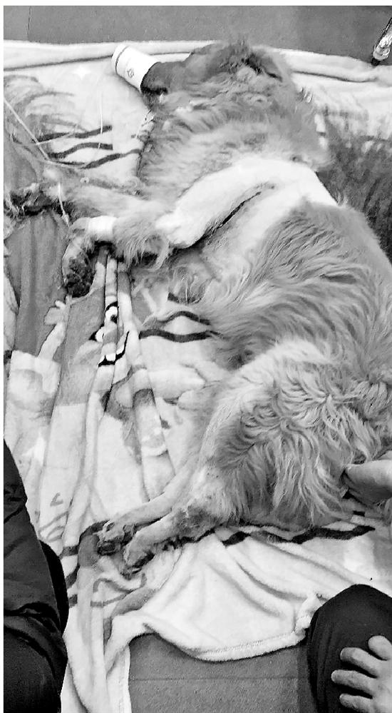 金毛寻回犬脚掌全部磨破，肢僵直倒在地上。