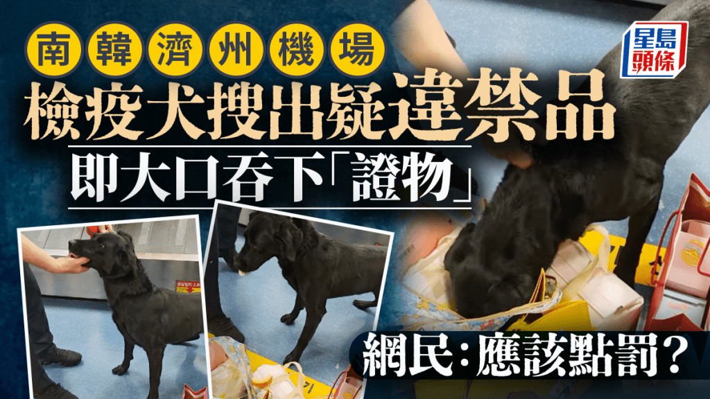 南韓機場檢疫犬「公器私用」 搜出可疑物當場「銷毀」笑翻全網