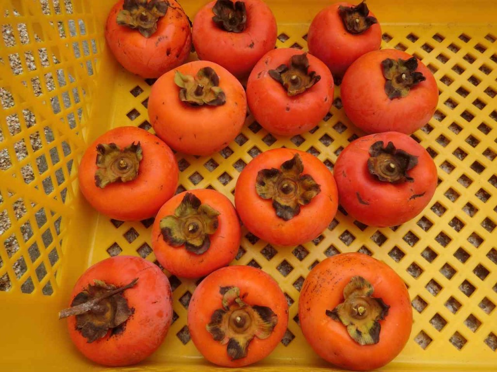秋天是柿子盛產季節。資料圖片